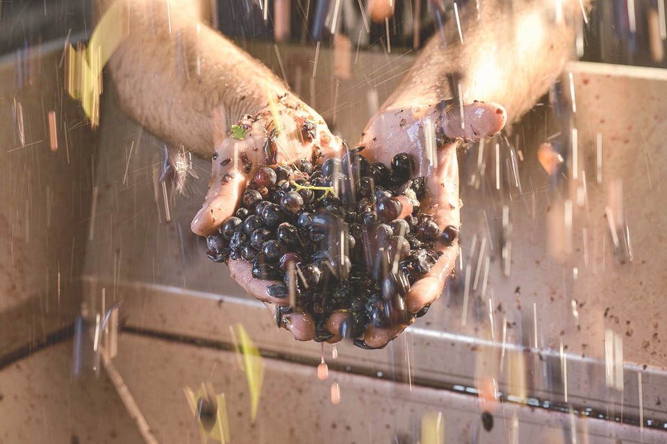 Mains tenant des raisins de vendange. Photo Emmanuel Perrin